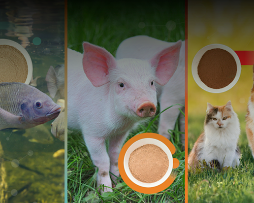 Categoria Animal Nutrition