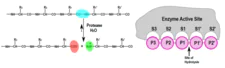 Figura 1. Esquema de hidrólisis enzimática de enlace peptídico.